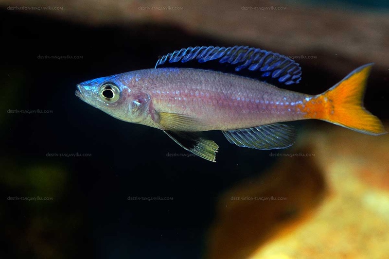 Cyprichromis leptosoma 'Isanga Bay'